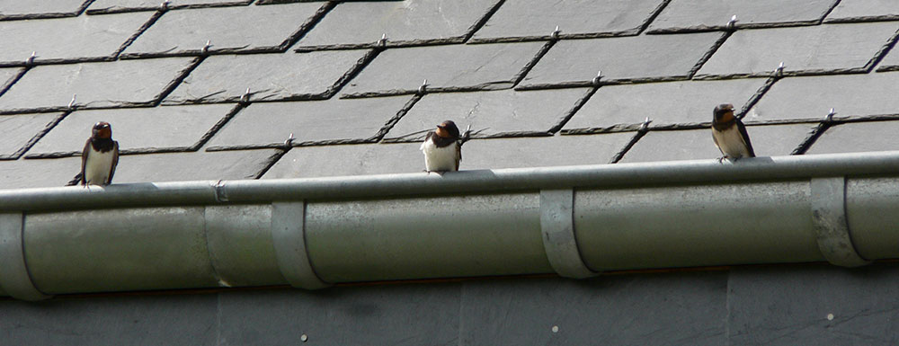 Pose de gouttières en zinc et PVC à Rang-du-Flier (62180) dans Le Pas-De-Calais (62) Pose de gouttières en zinc et PVC à Rang-du-Flier (62180) dans Le Pas-De-Calais (62)